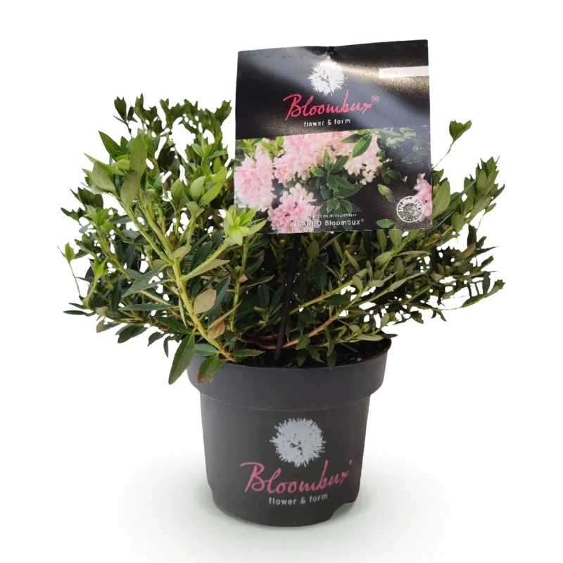 Rhododendron Bloombux Light Pink kaufen | Topf Ø 17 cm, Höhe 30–40 cm