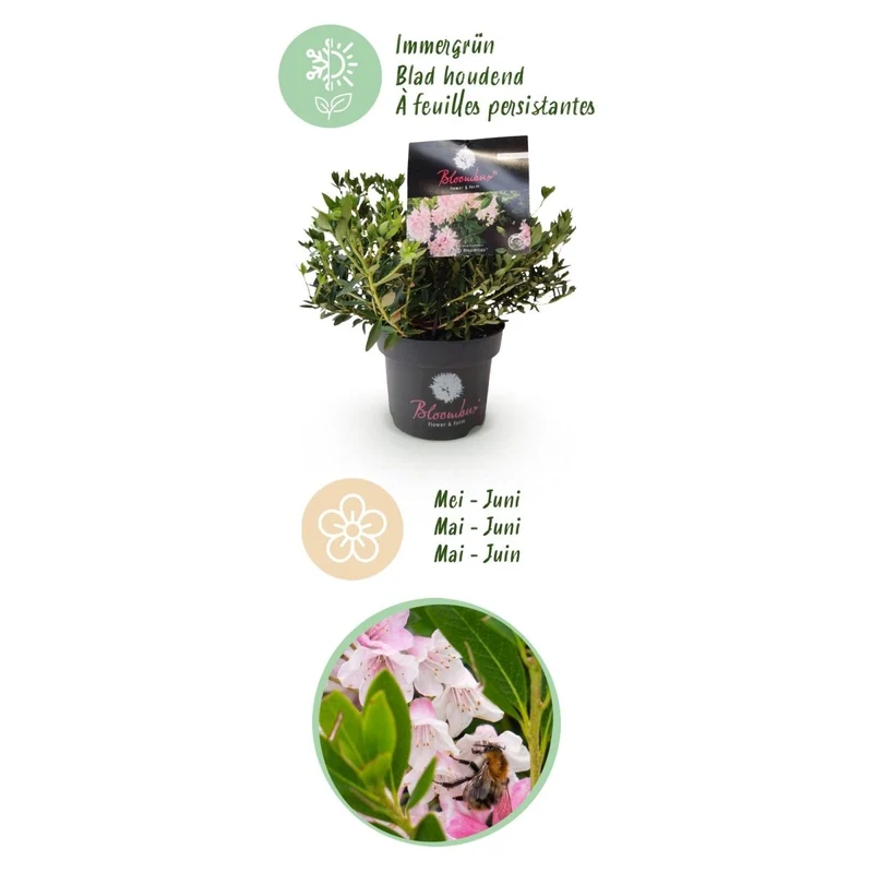 Rhododendron Bloombux Light Pink kaufen | Topf Ø 17 cm, Höhe 30–40 cm