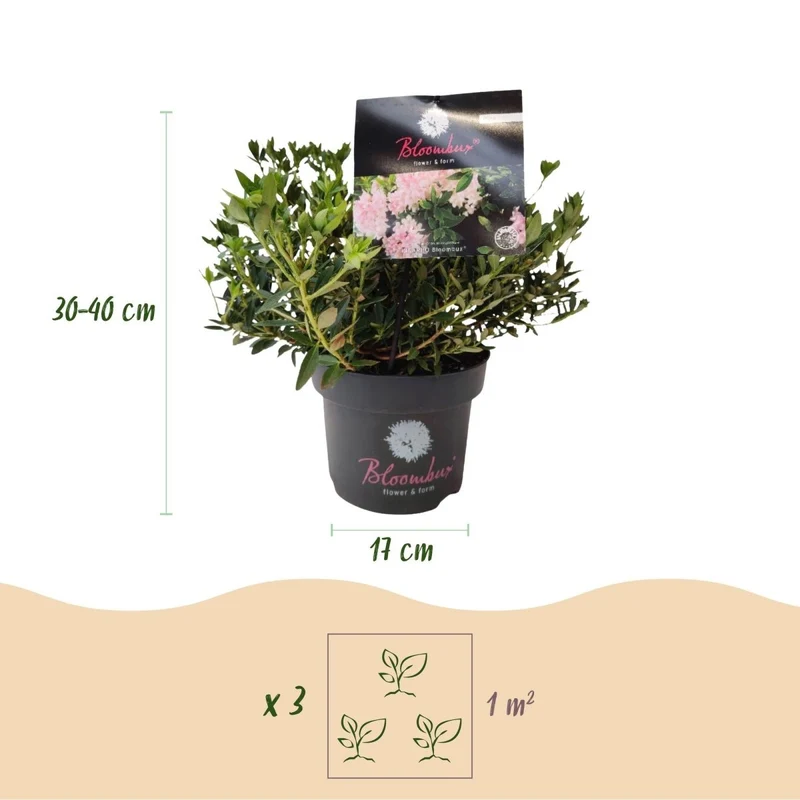 Rhododendron Bloombux Light Pink kaufen | Topf Ø 17 cm, Höhe 30–40 cm
