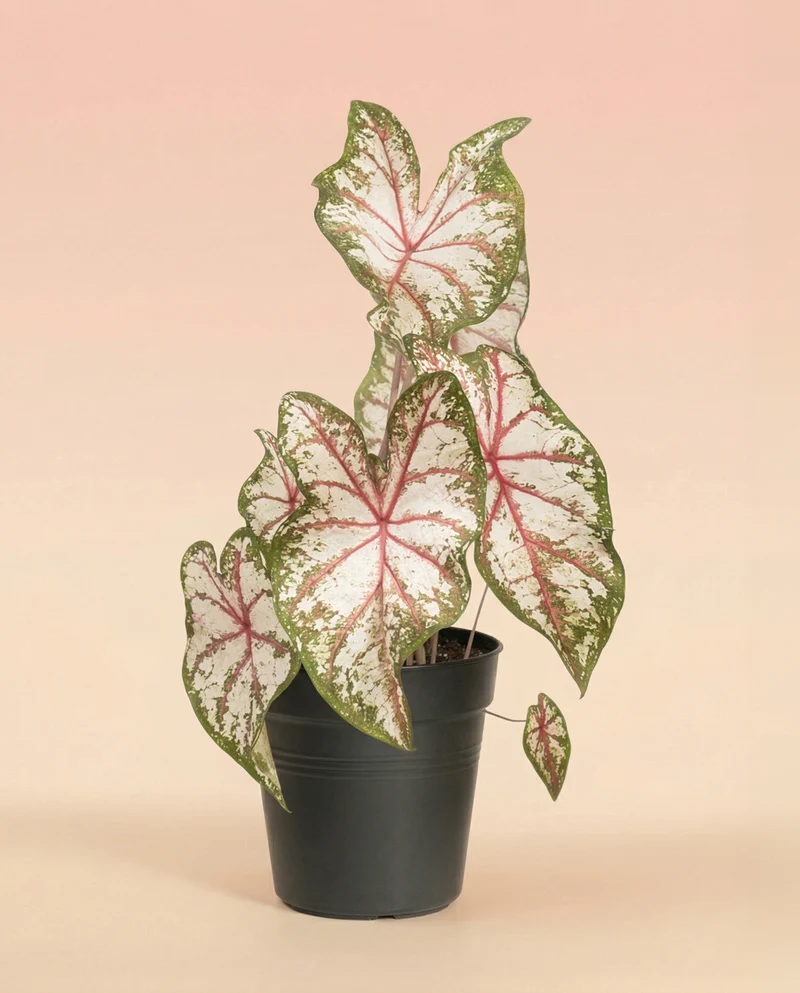 Caladium 'Tapestry'