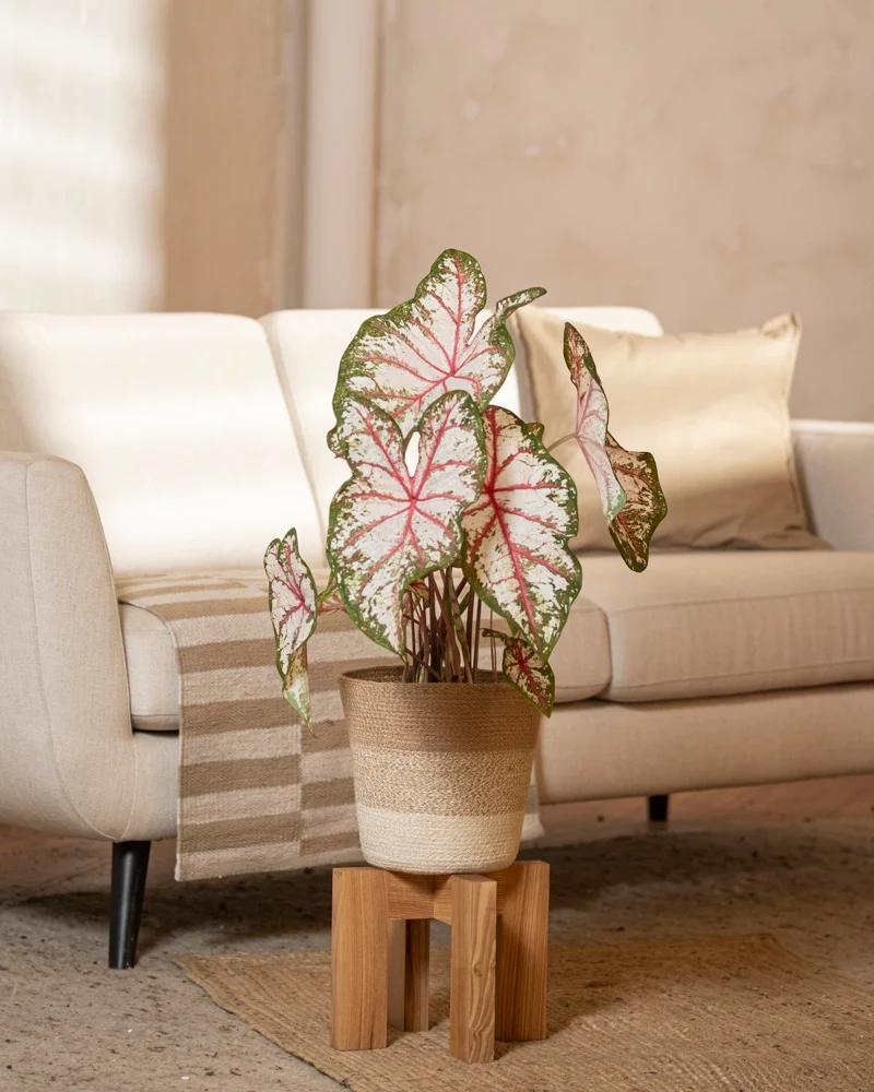 Caladium 'Tapestry'