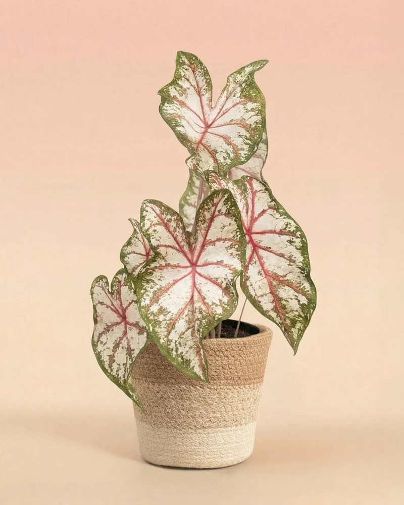 Caladium 'Tapestry'