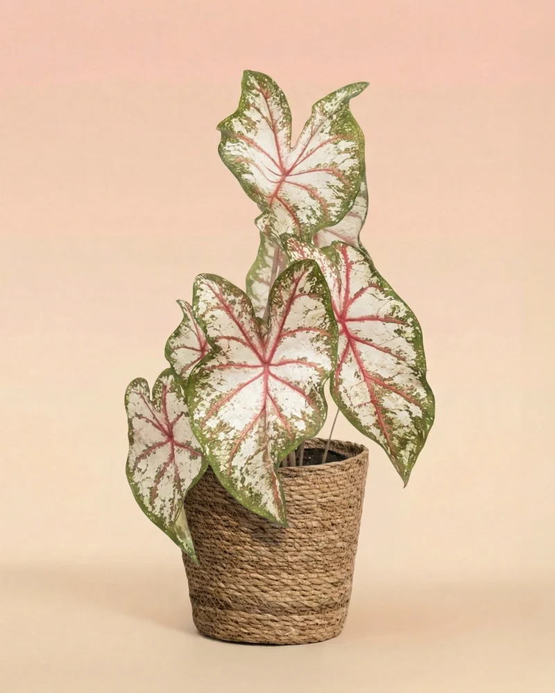 Caladium 'Tapestry'