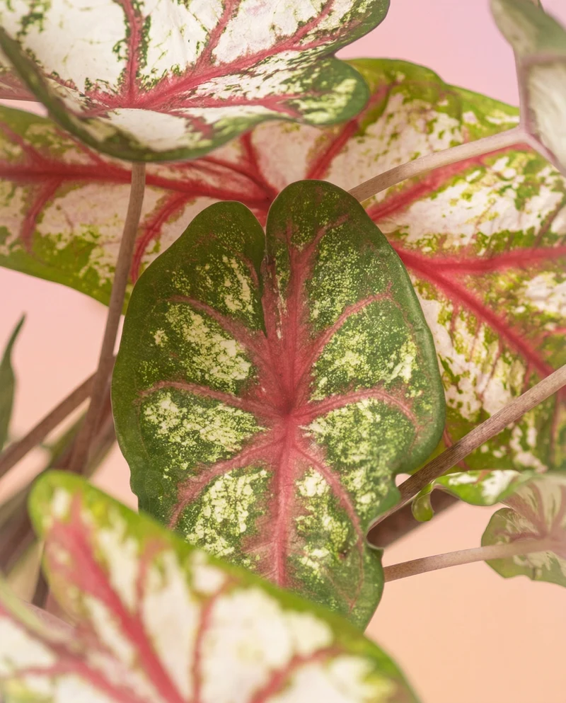 Caladium 'Tapestry'