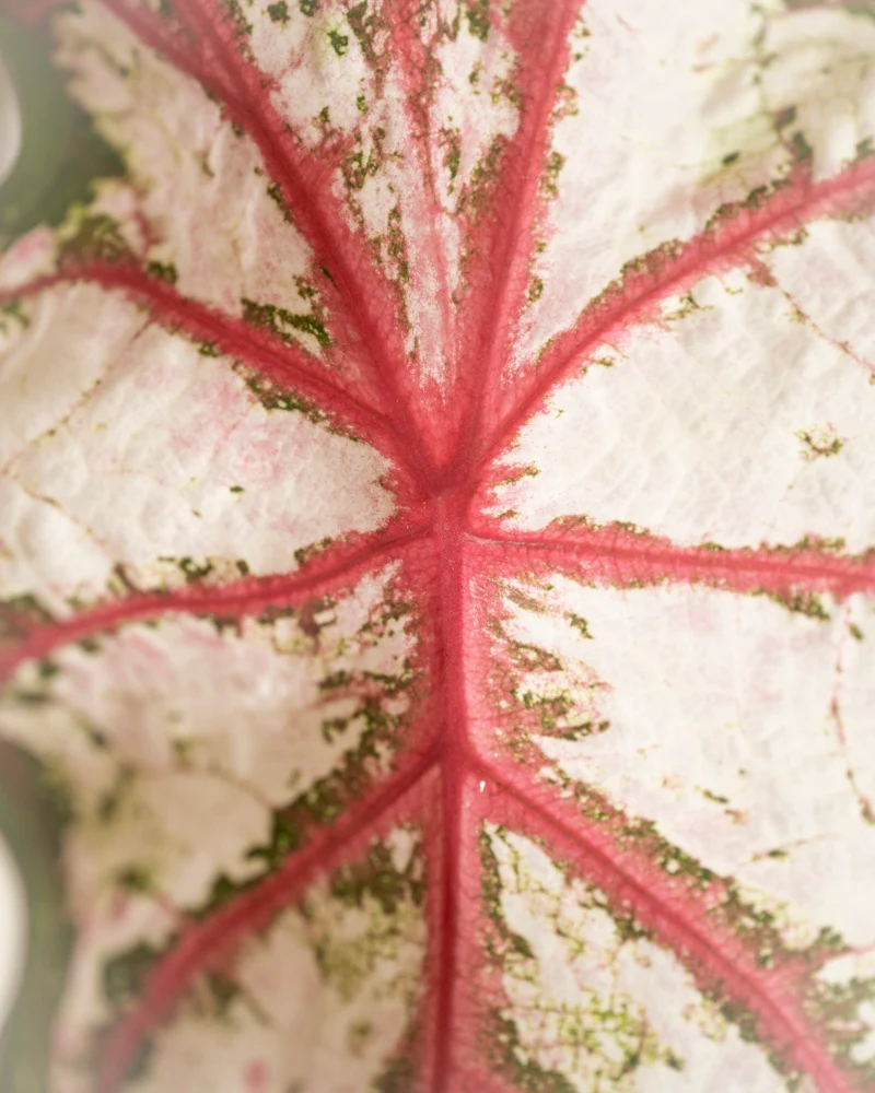 Caladium 'Tapestry'