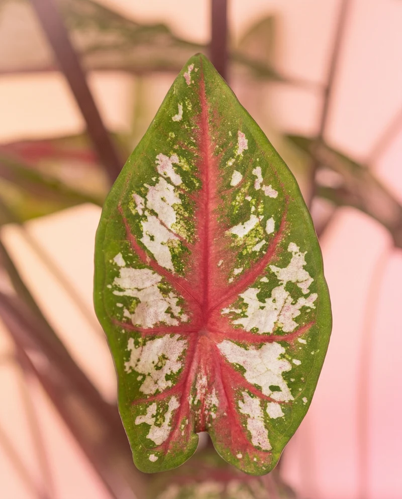 Caladium 'Tapestry'
