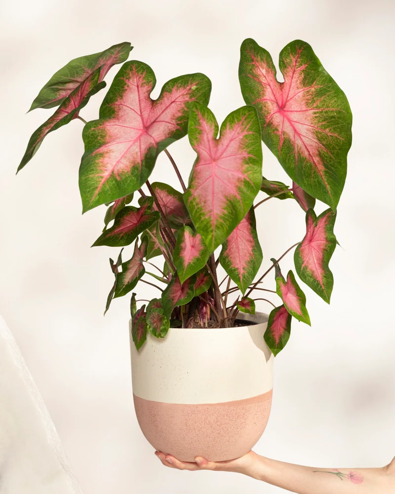 Caladium 'Kathleen'