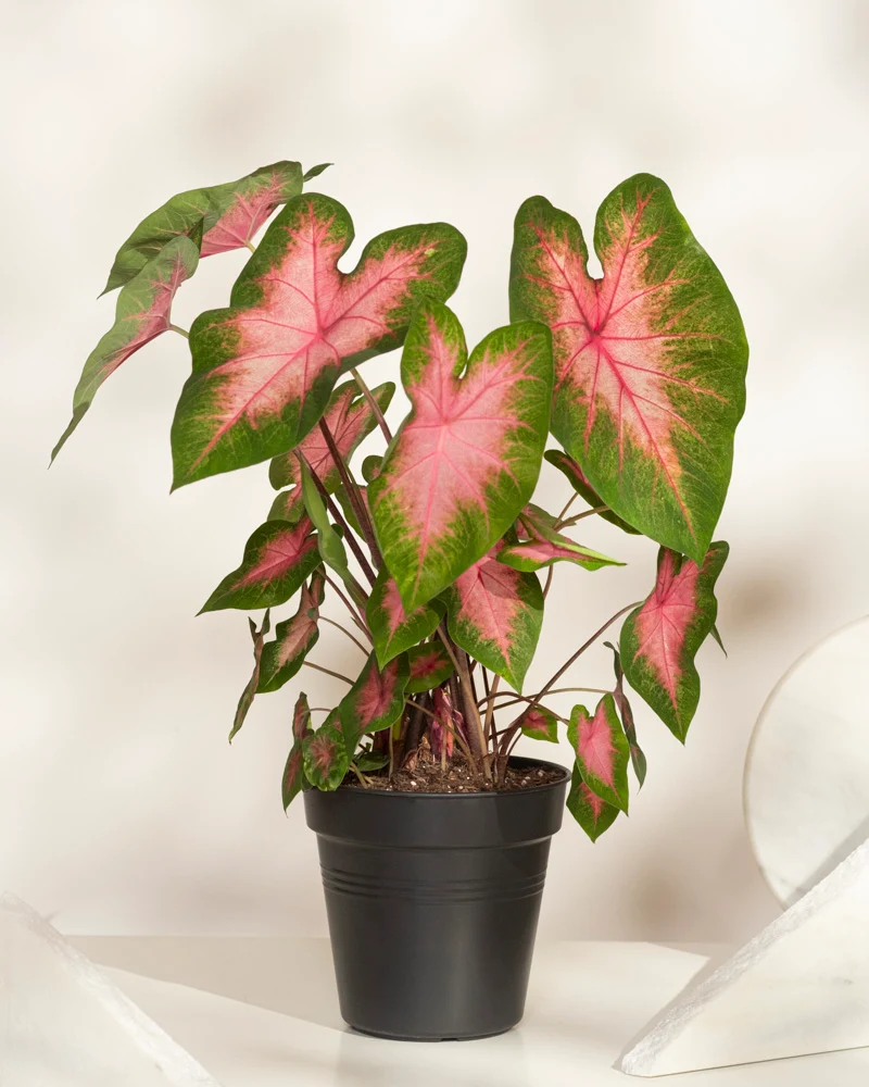 Caladium 'Kathleen'