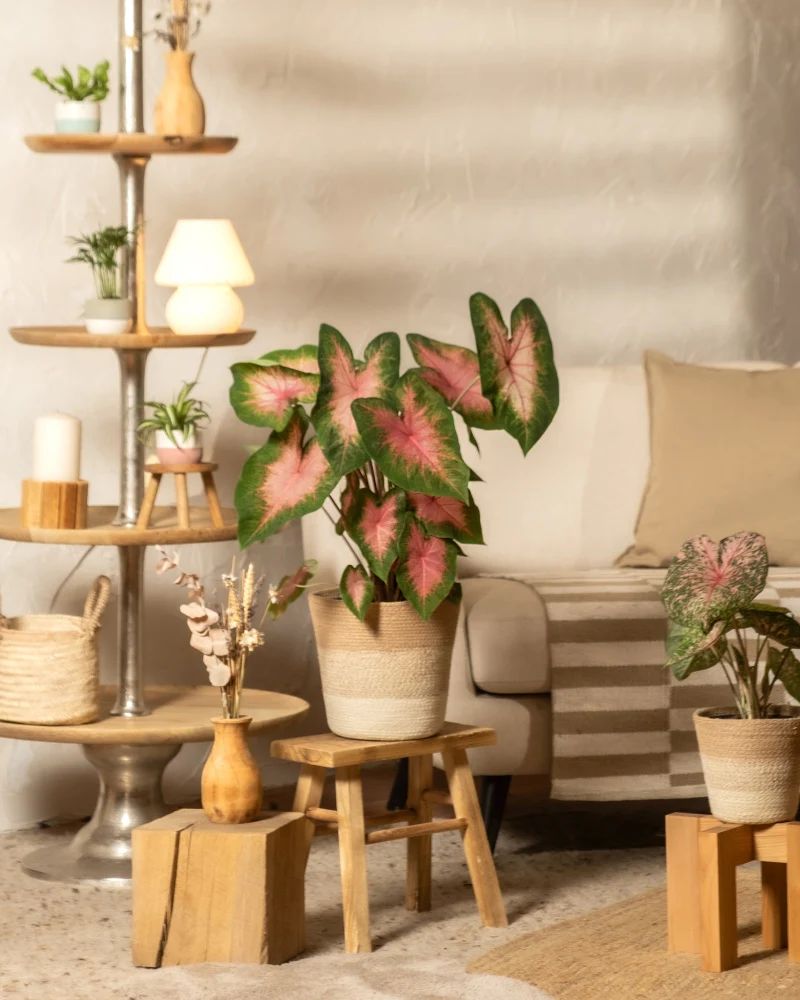 Caladium 'Kathleen'