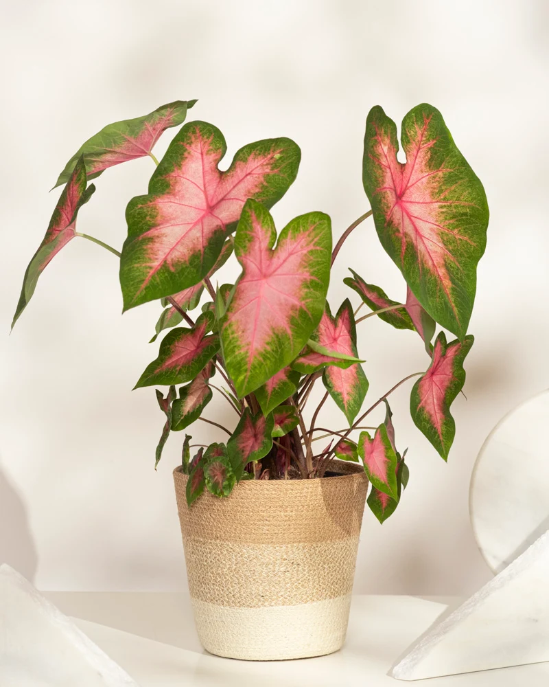Caladium 'Kathleen'