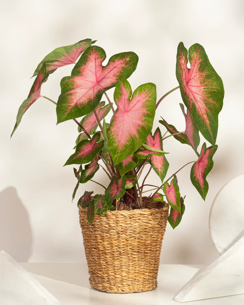 Caladium 'Kathleen'