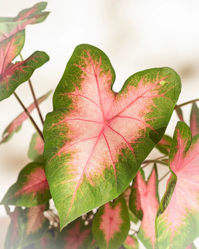 Caladium 'Kathleen'