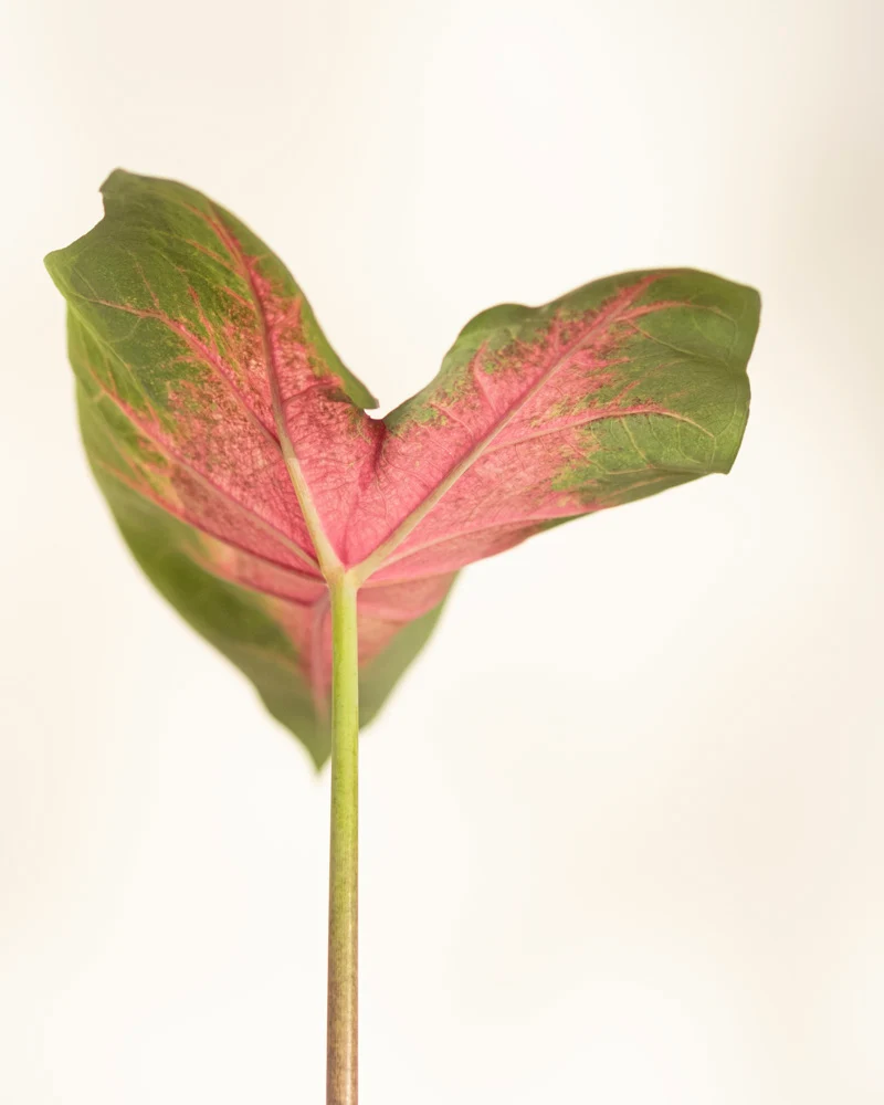 Caladium 'Kathleen'