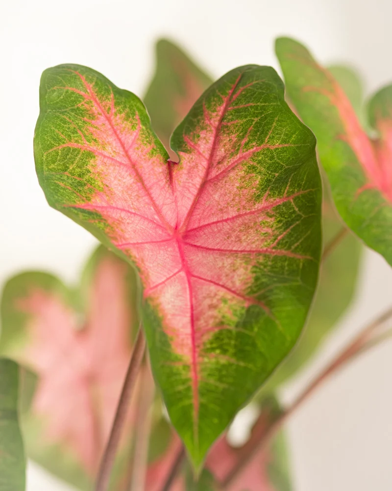 Caladium 'Kathleen'