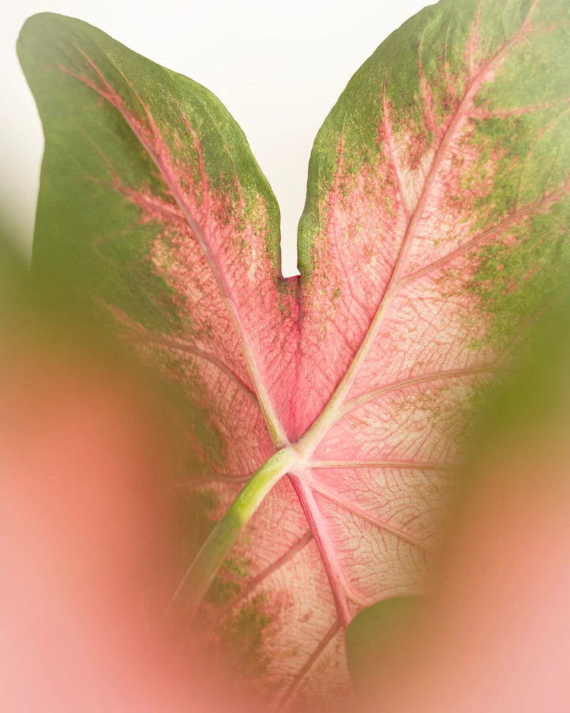 Caladium 'Kathleen'