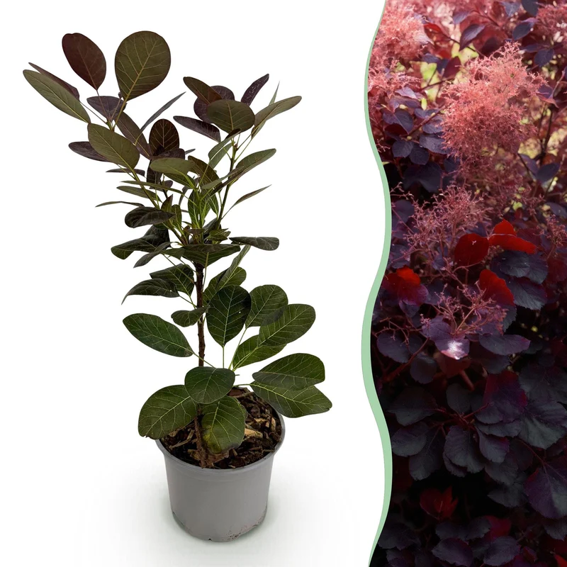 Lila Perückenstrauch - coggygria ‘Royal Purple’ Ø12 cm | 35 cm