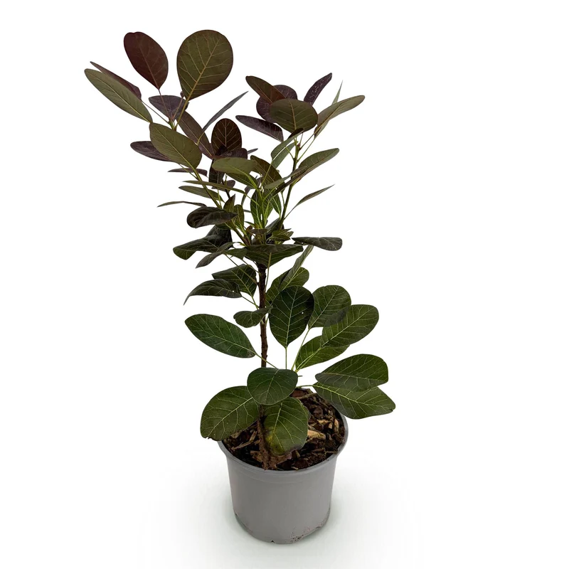 Lila Perückenstrauch - coggygria ‘Royal Purple’ Ø12 cm | 35 cm