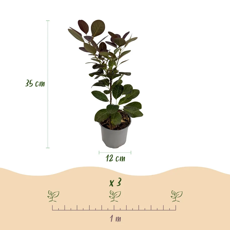Lila Perückenstrauch - coggygria ‘Royal Purple’ Ø12 cm | 35 cm