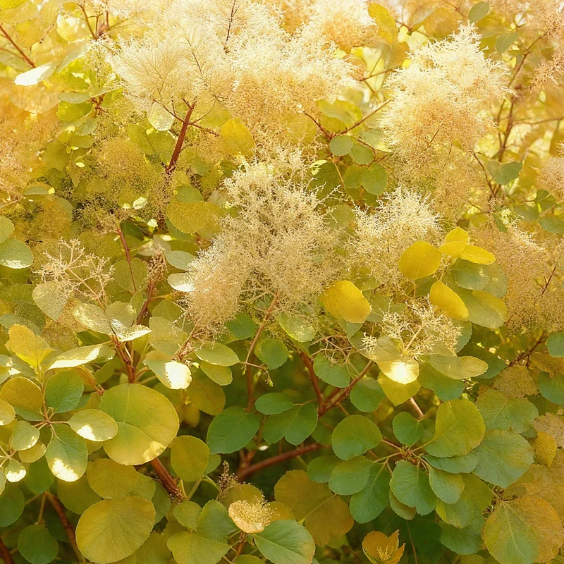 Gelber Perückenstrauch - Cotinus coggygria ‘Golden Spirit’ Ø12 cm | 35 cm