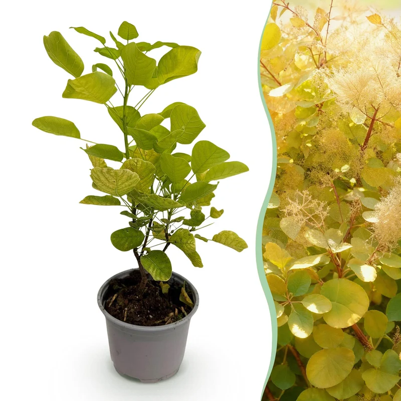 Gelber Perückenstrauch - Cotinus coggygria ‘Golden Spirit’ Ø12 cm | 35 cm