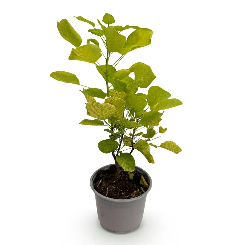 Gelber Perückenstrauch - Cotinus coggygria ‘Golden Spirit’ Ø12 cm | 35 cm