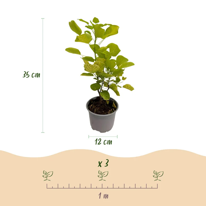 Gelber Perückenstrauch - Cotinus coggygria ‘Golden Spirit’ Ø12 cm | 35 cm