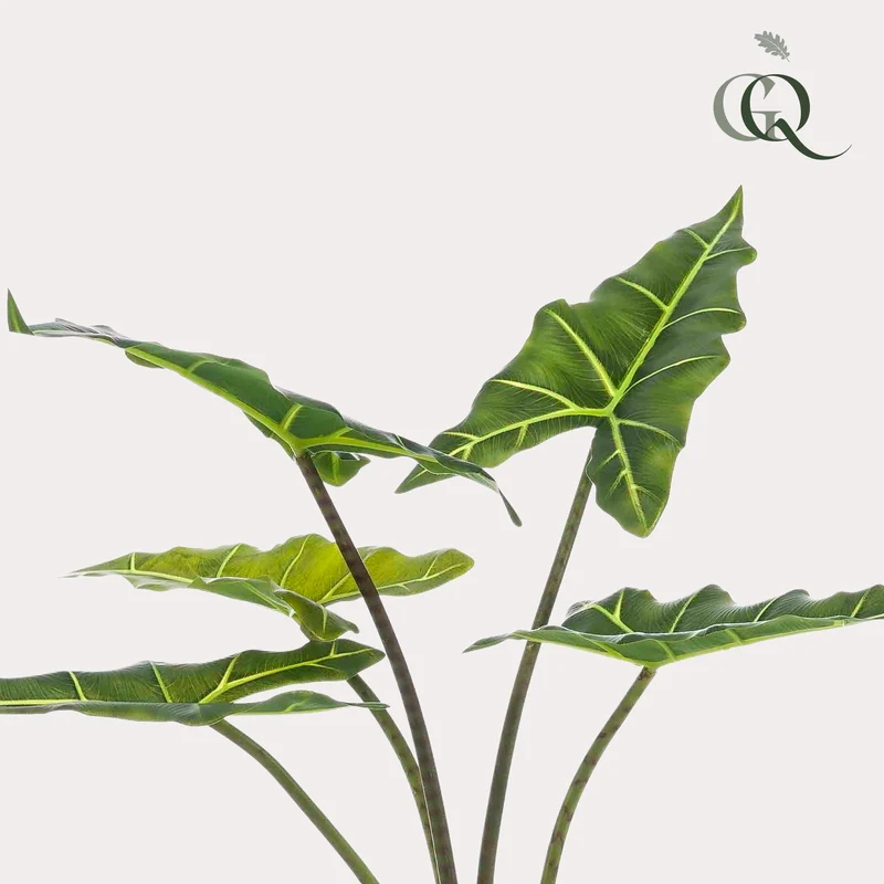 Kunstpflanze - Alocasia Frydek - 80cm & 120cm
