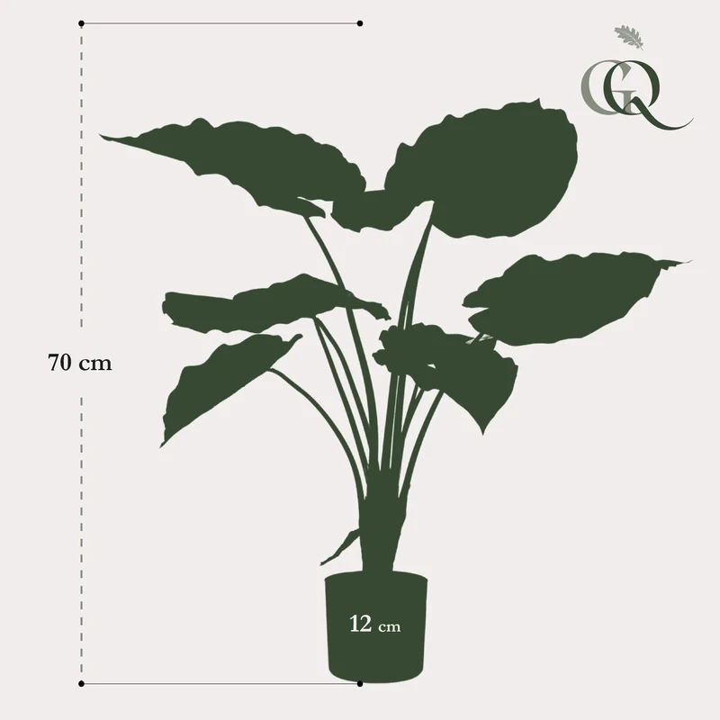 Kunstpflanze Alocasia (Elefantenohr) – 70 cm bis 180 cm