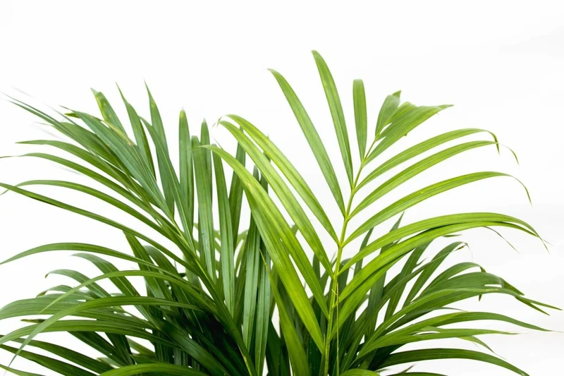 Areca Palme (Dypsis lutescens) 150 cm oder 230 cm
