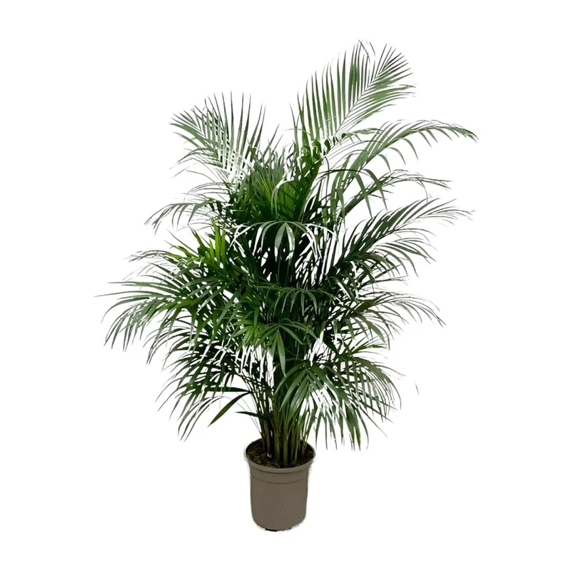 Areca Palme (Dypsis lutescens) 150 cm oder 230 cm