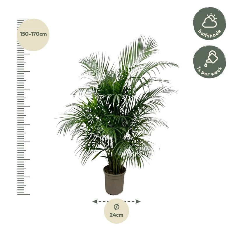 Areca Palme (Dypsis lutescens) 150 cm oder 230 cm