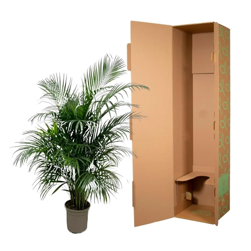 Areca Palme (Dypsis lutescens) 150 cm oder 230 cm