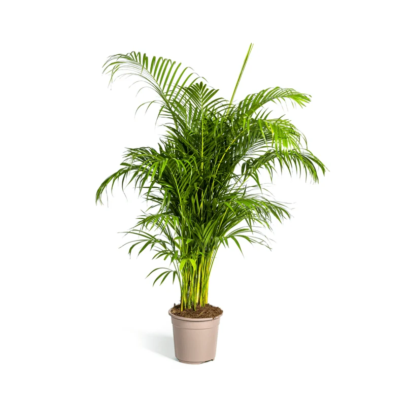 Areca Palme (Dypsis lutescens) 150 cm oder 230 cm