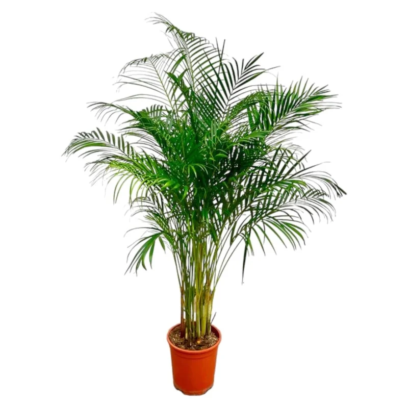 Areca Palme (Dypsis lutescens) 150 cm oder 230 cm