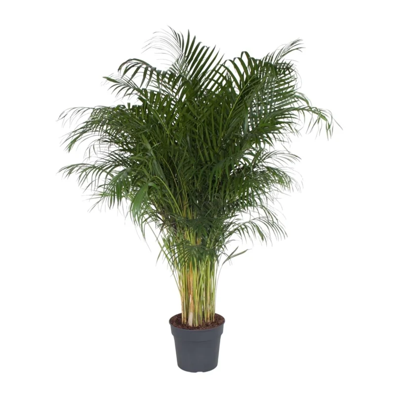 Areca Palme (Dypsis lutescens) 150 cm oder 230 cm