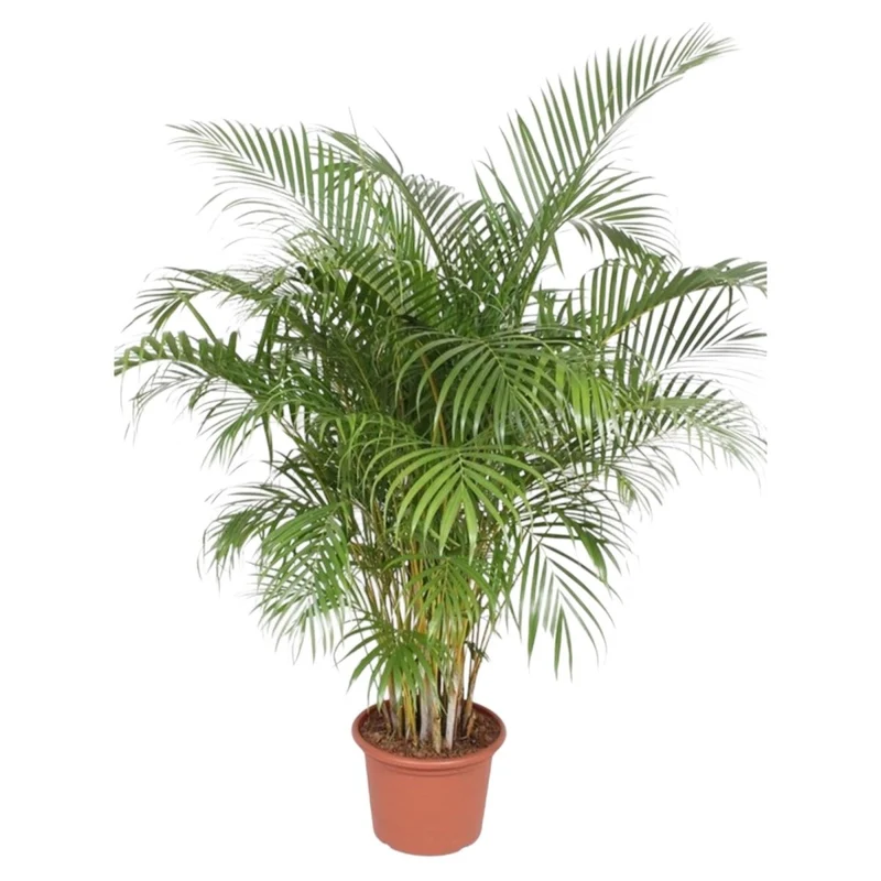 Areca Palme (Dypsis lutescens) 150 cm oder 230 cm