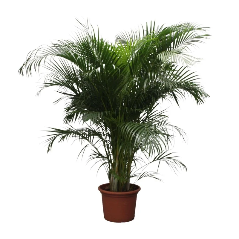 Areca Palme (Dypsis lutescens) 150 cm oder 230 cm
