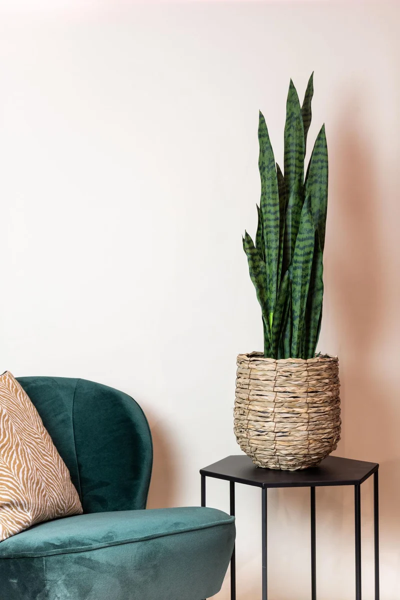 Kunstpflanze Sansevieria ‘Black Coral’ 97 cm | Frauenzunge