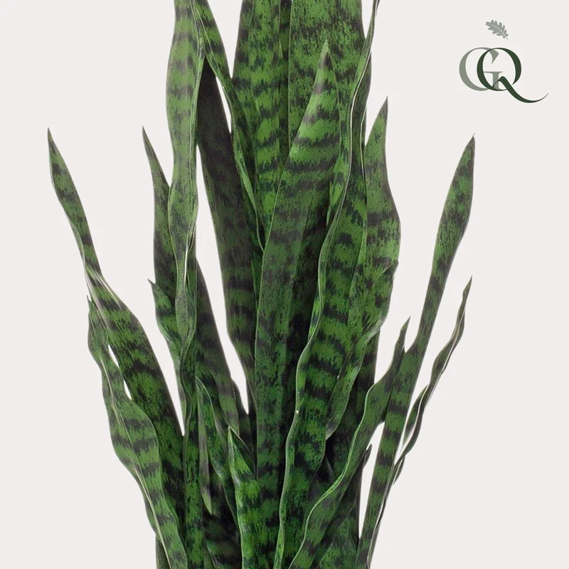 Kunstpflanze Sansevieria ‘Black Coral’ 97 cm | Frauenzunge