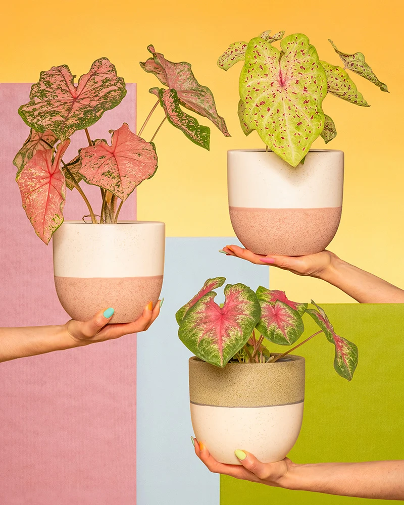 Caladium Trio