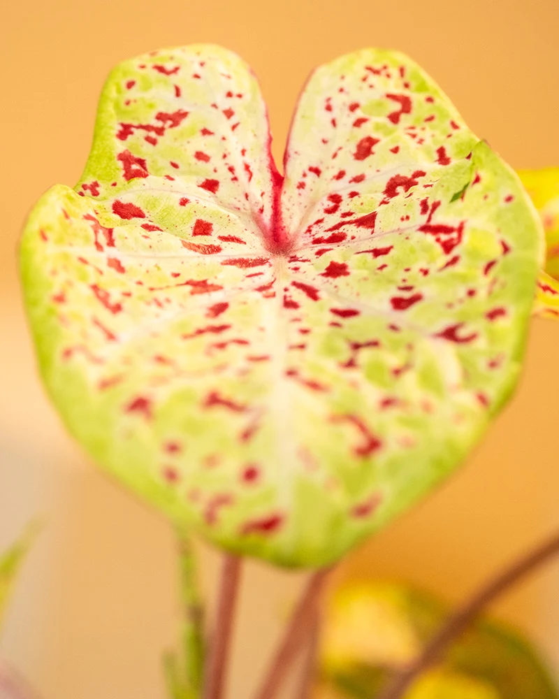 Caladium Trio