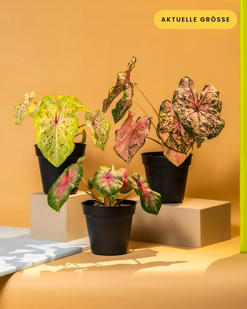 Caladium Trio