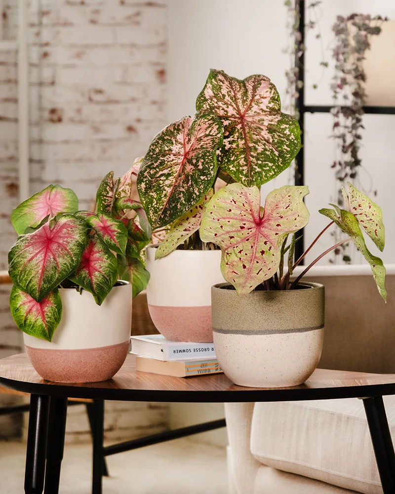 Caladium Trio