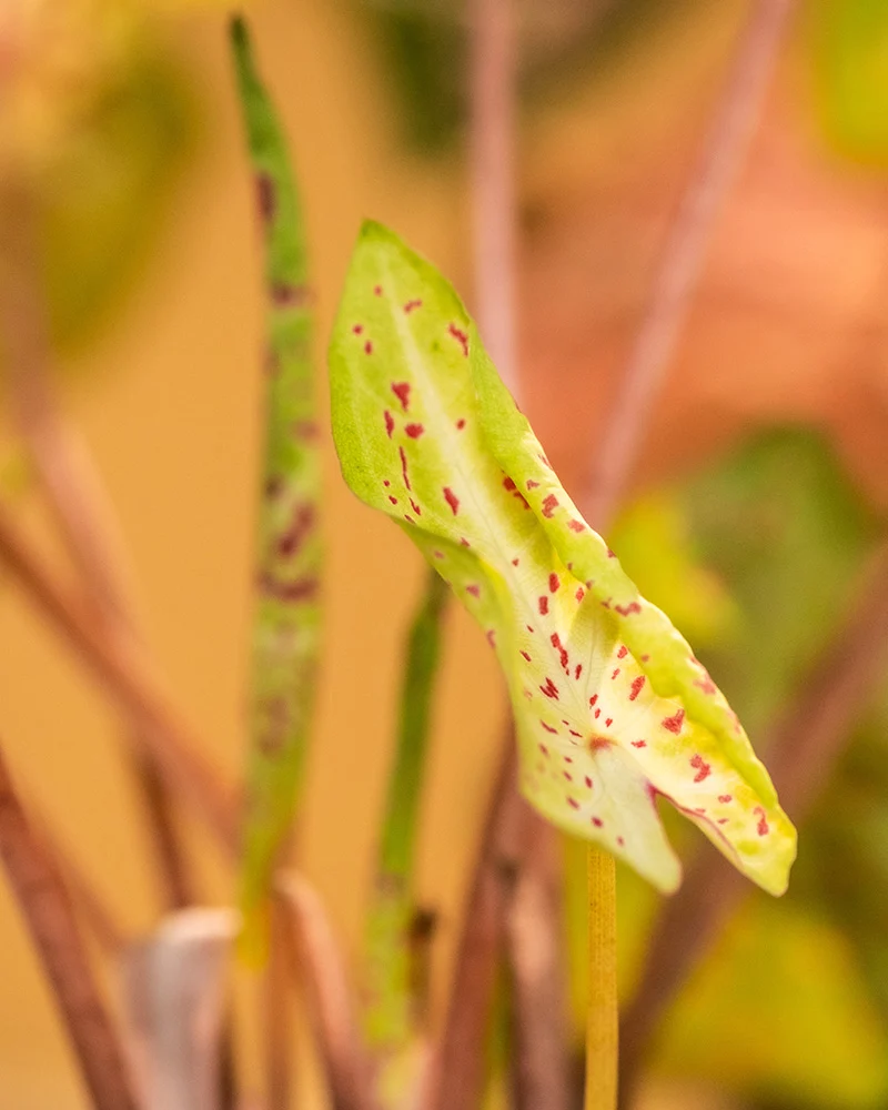 Caladium Trio