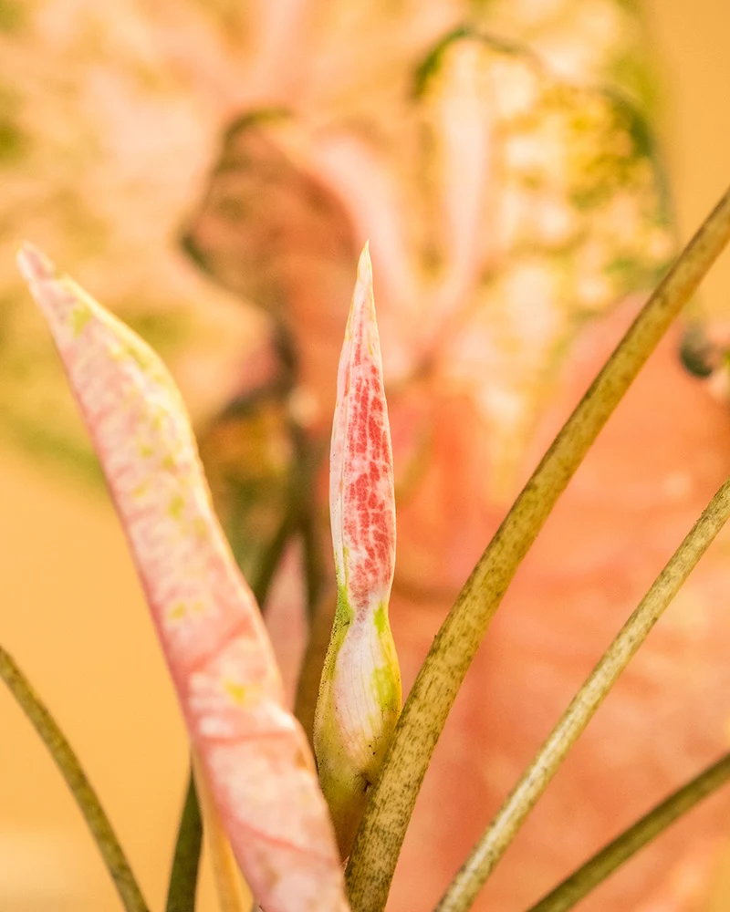 Caladium Trio