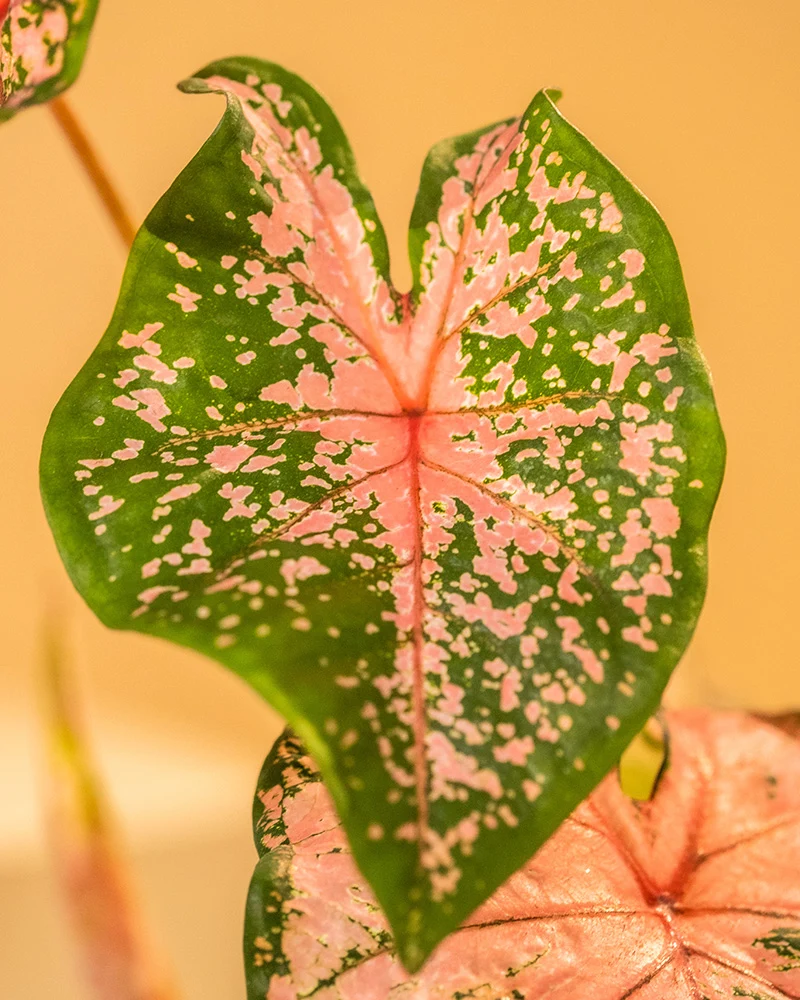 Caladium Trio