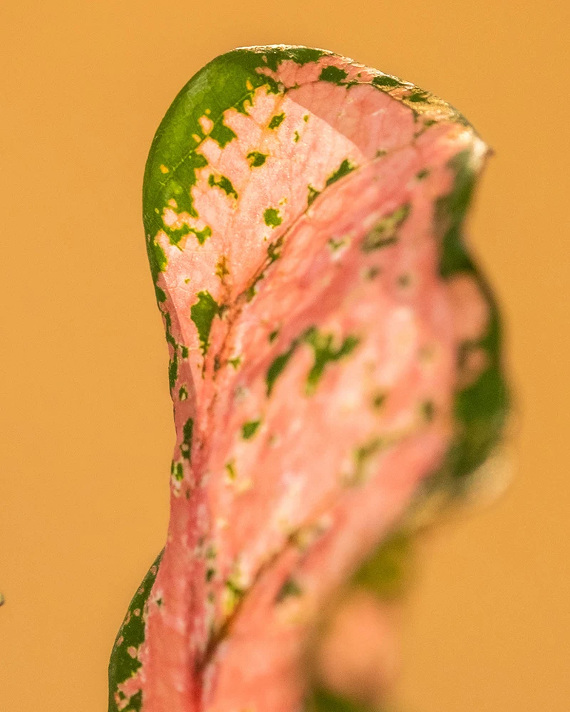 Caladium Trio