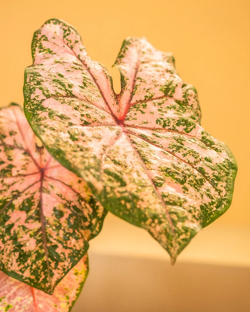 Caladium Trio