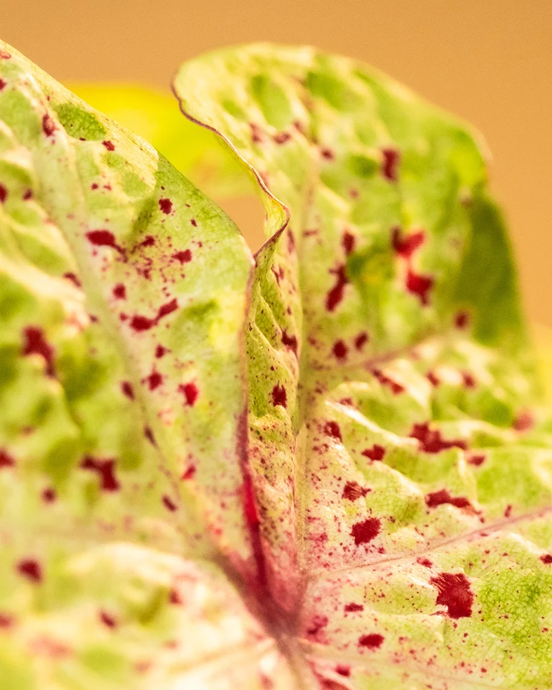 Caladium Trio