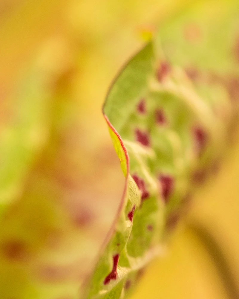 Caladium Trio